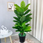 cây vạn niên thanh giả 150cm